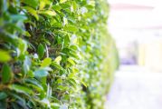 Zo creëer je privacy in de tuin met een Portugese laurier haag